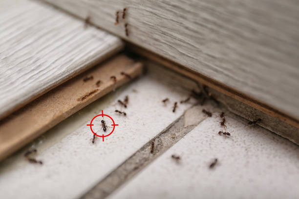 Best Best Pest Control Companies  in Falls City, OR