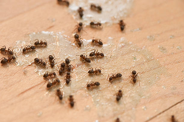 Insect Control in Falls City, OR