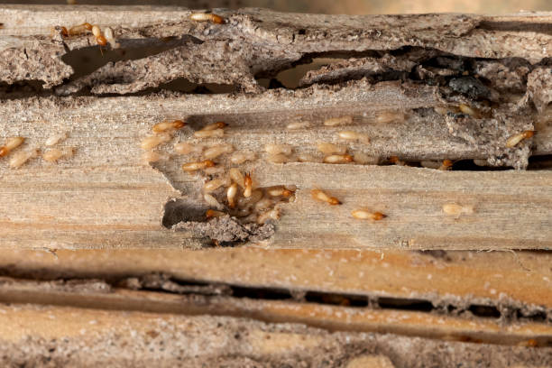 Best Commercial Pest Control Services  in Falls City, OR